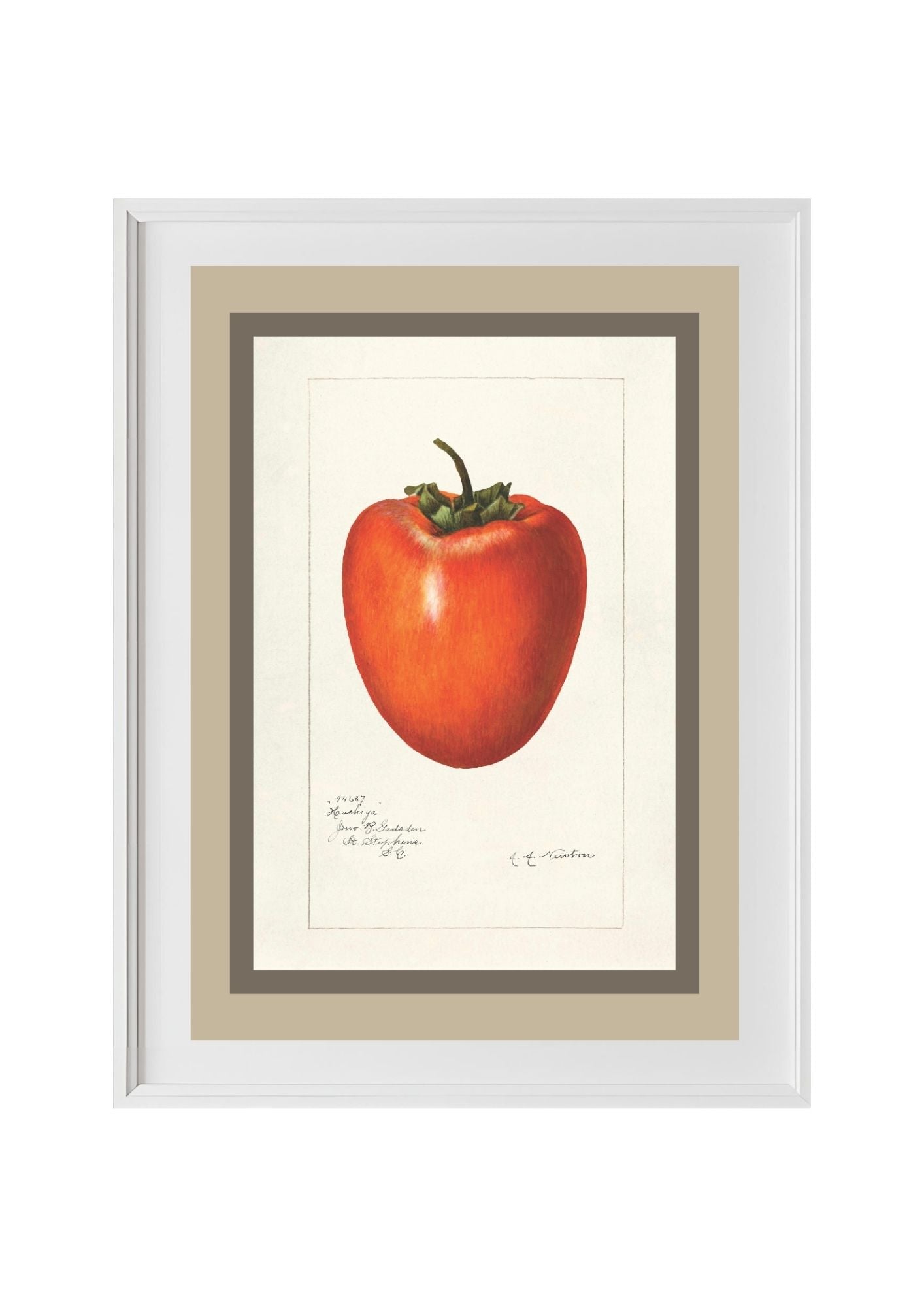 Persimmon