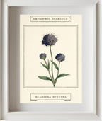 Devil's-Bit Scabious
