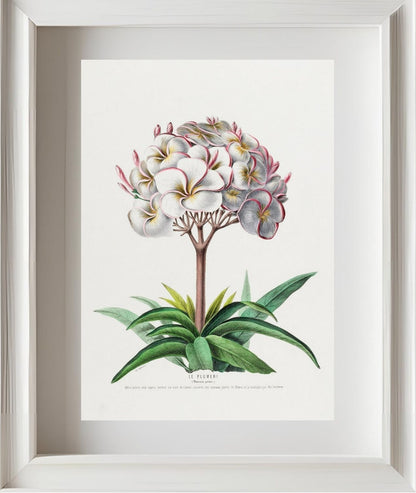 Le Plumeri (Plumeria Primo)
