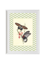Papilio Coon and Papilio Agener