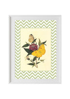 Papilio Pyranthe and Papilio Philea