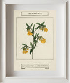 Hermannia