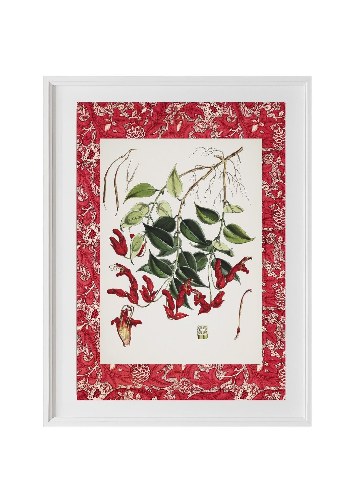 Aeschynanthus Peelii