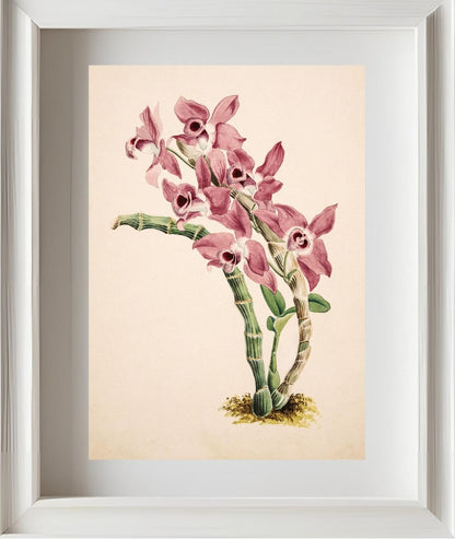 Dendrobium Parishii
