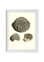 Astrea denticulata; Astrea siderea; Monticularia microconos