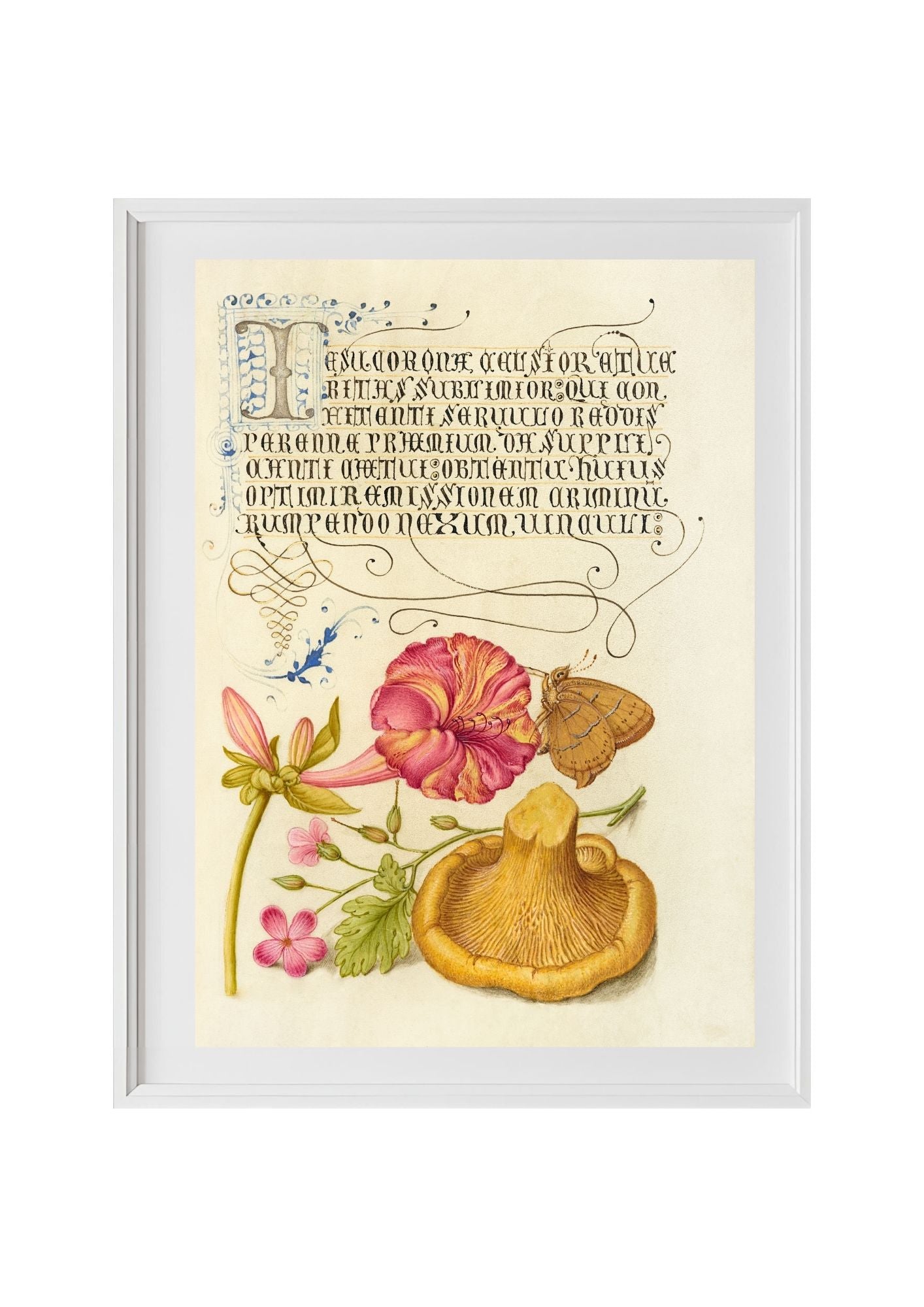 Four-o’Clock, Brown Hairstreak, Herb Robert, and Chanterelle