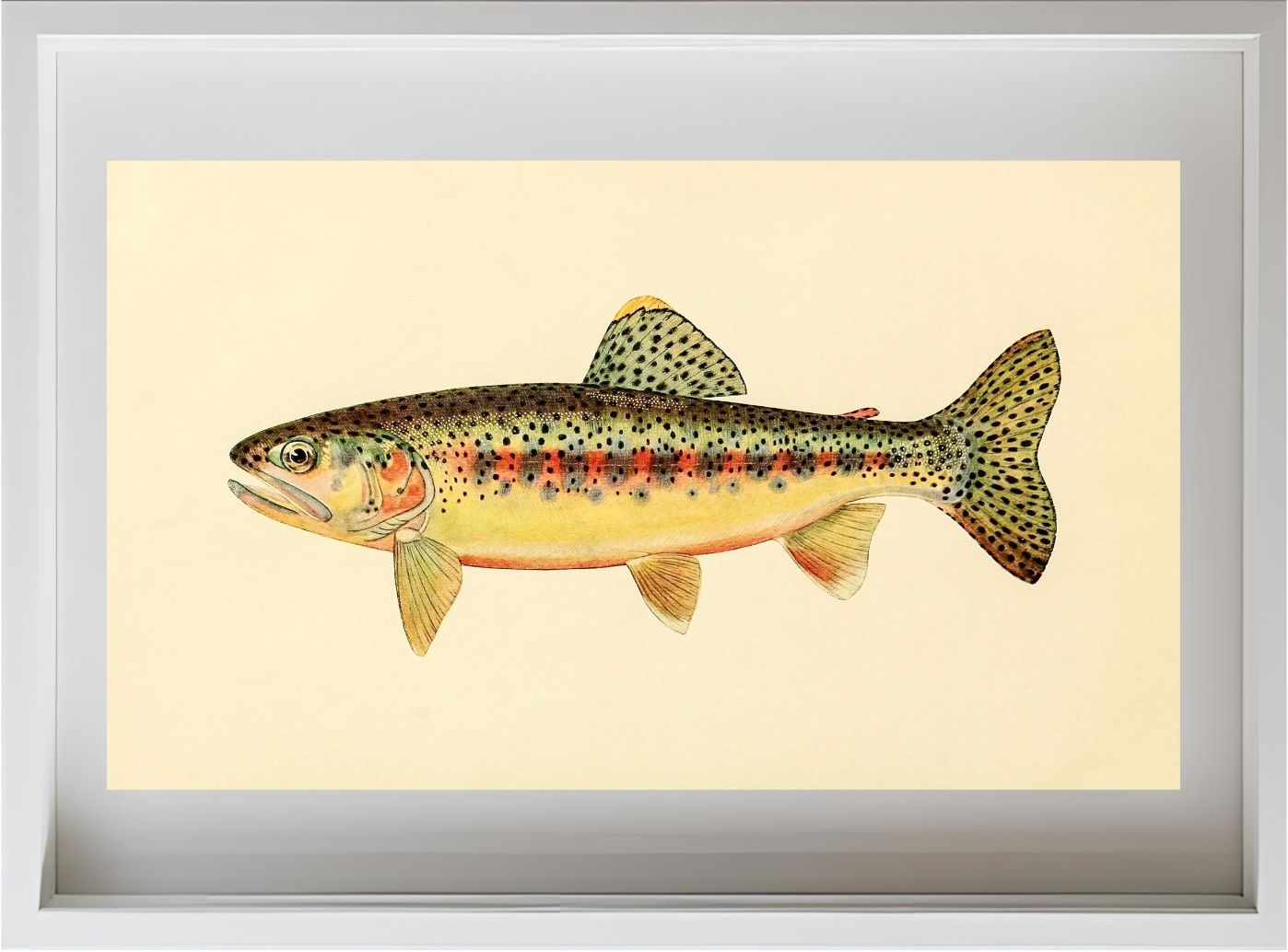 The Golden Trout of Soda Creek, California (Adult Male) Salmo-Gilberti-Whitei