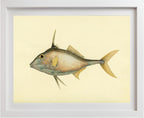 Balistes Biaculeatus