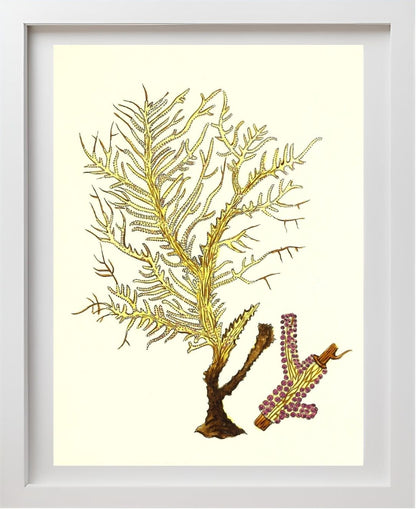 Gorgonia petechizans