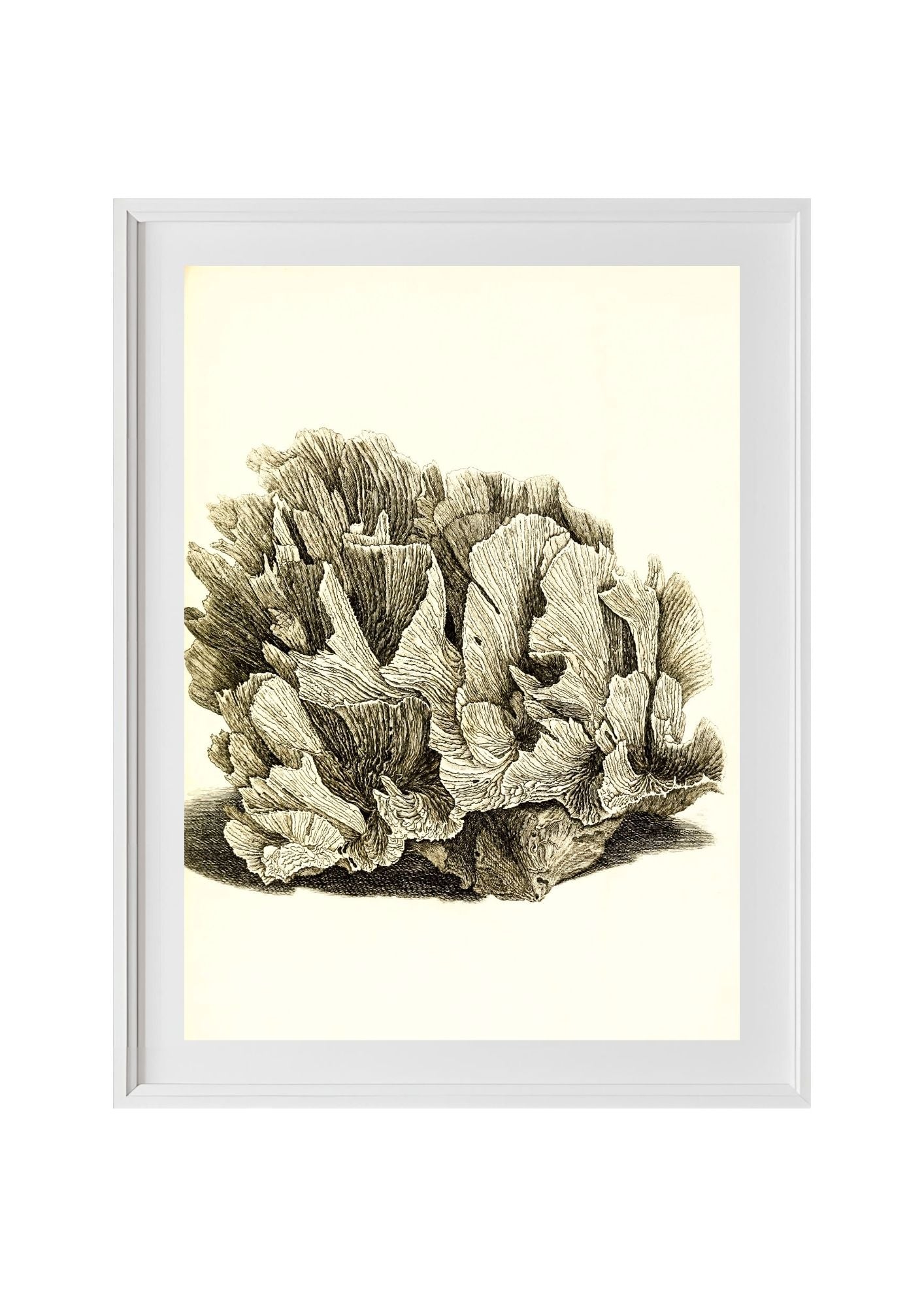 Pavonia lactuca