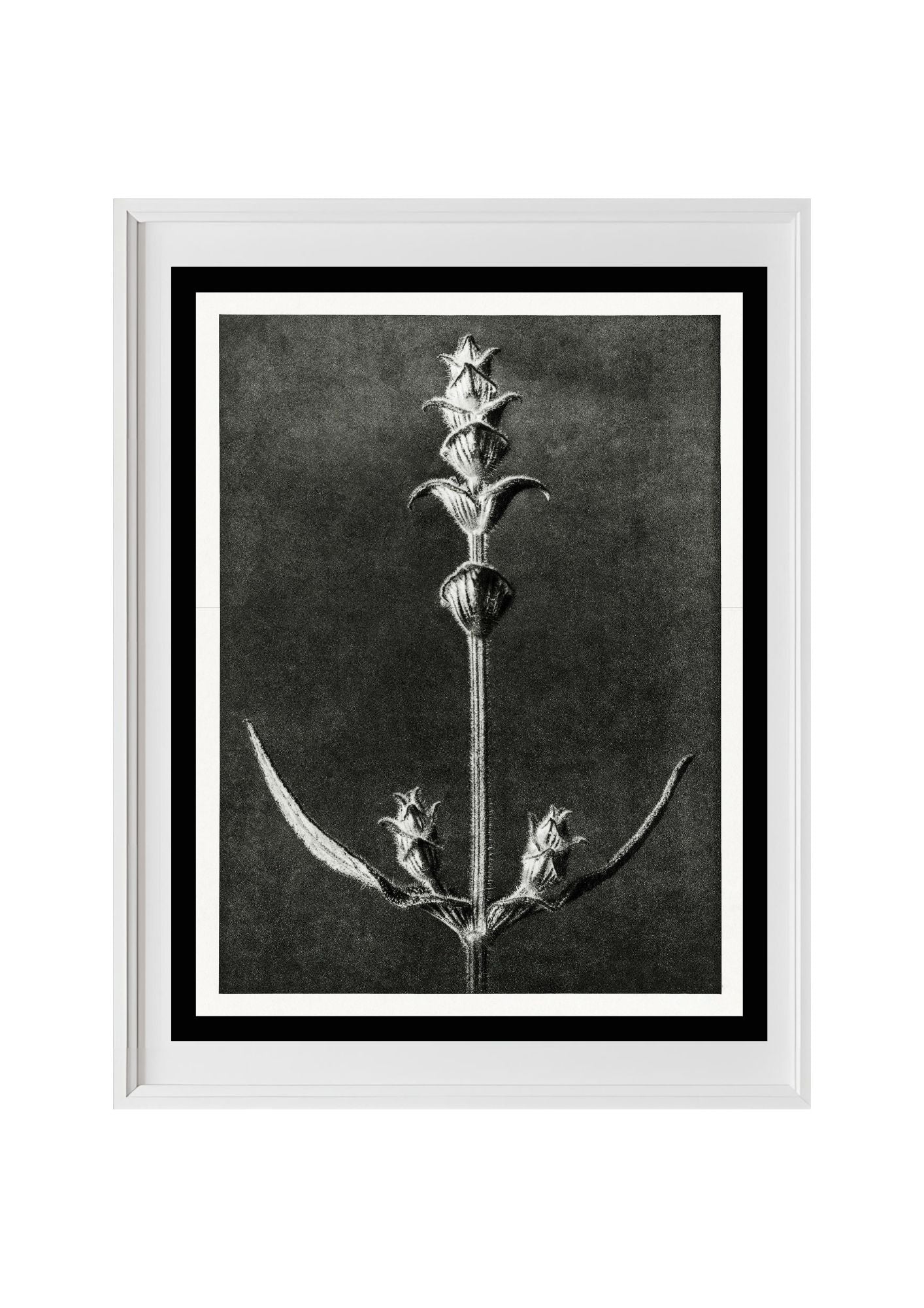 Salvia