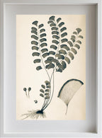 Adiantum Lunulatum