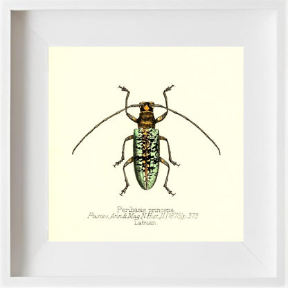Peribasis Princeps