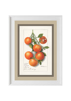 Oranges Calamondrian