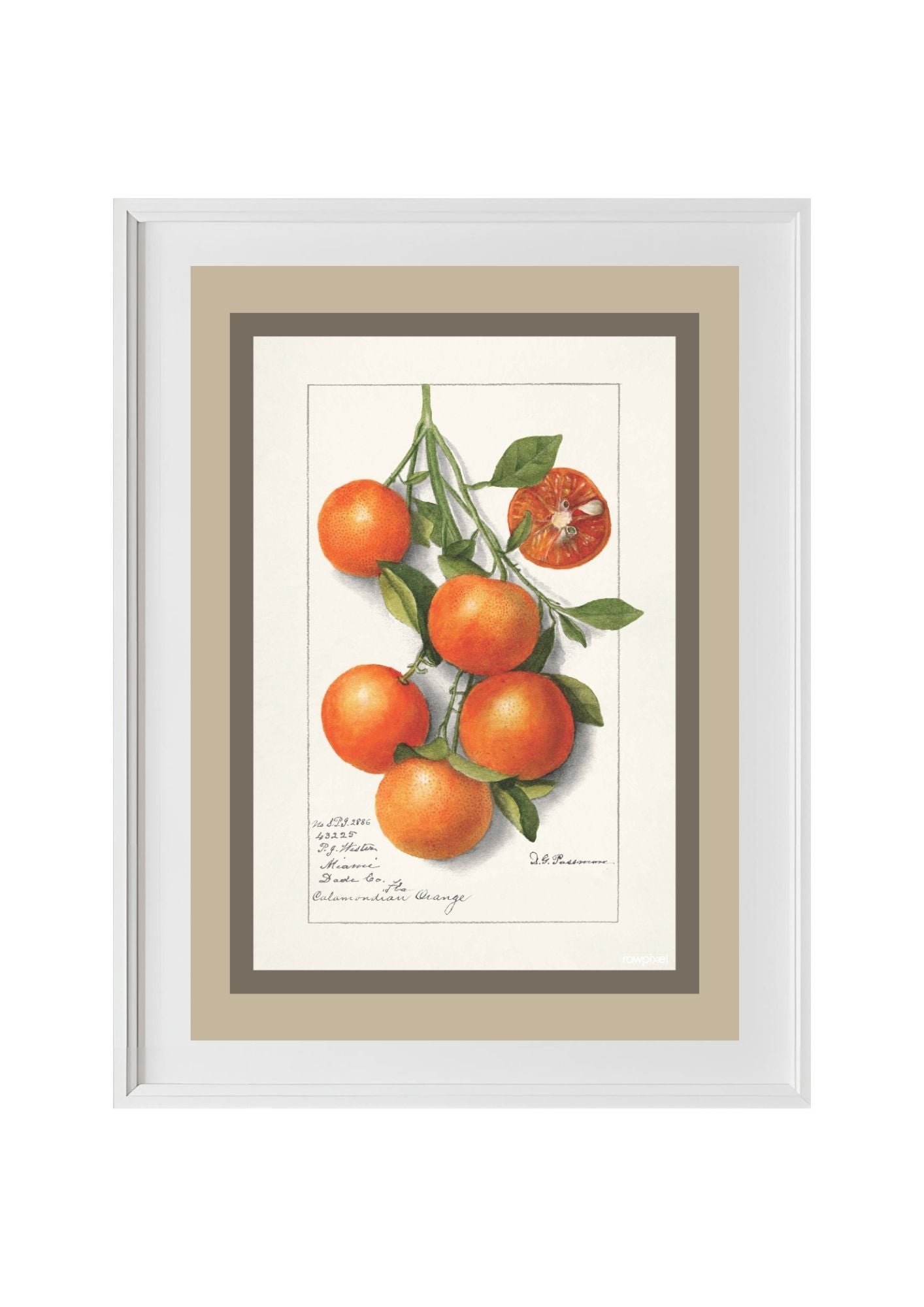 Oranges Calamondrian