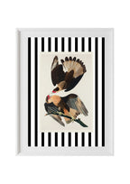 Brasilian Caracara