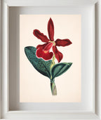 Cattleya Schilleriana Var Concolor
