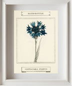 Blue-Bottle