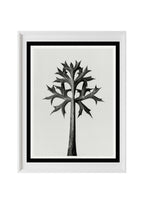Eryngium Bourgatii (Mediterranean Sea Holly)