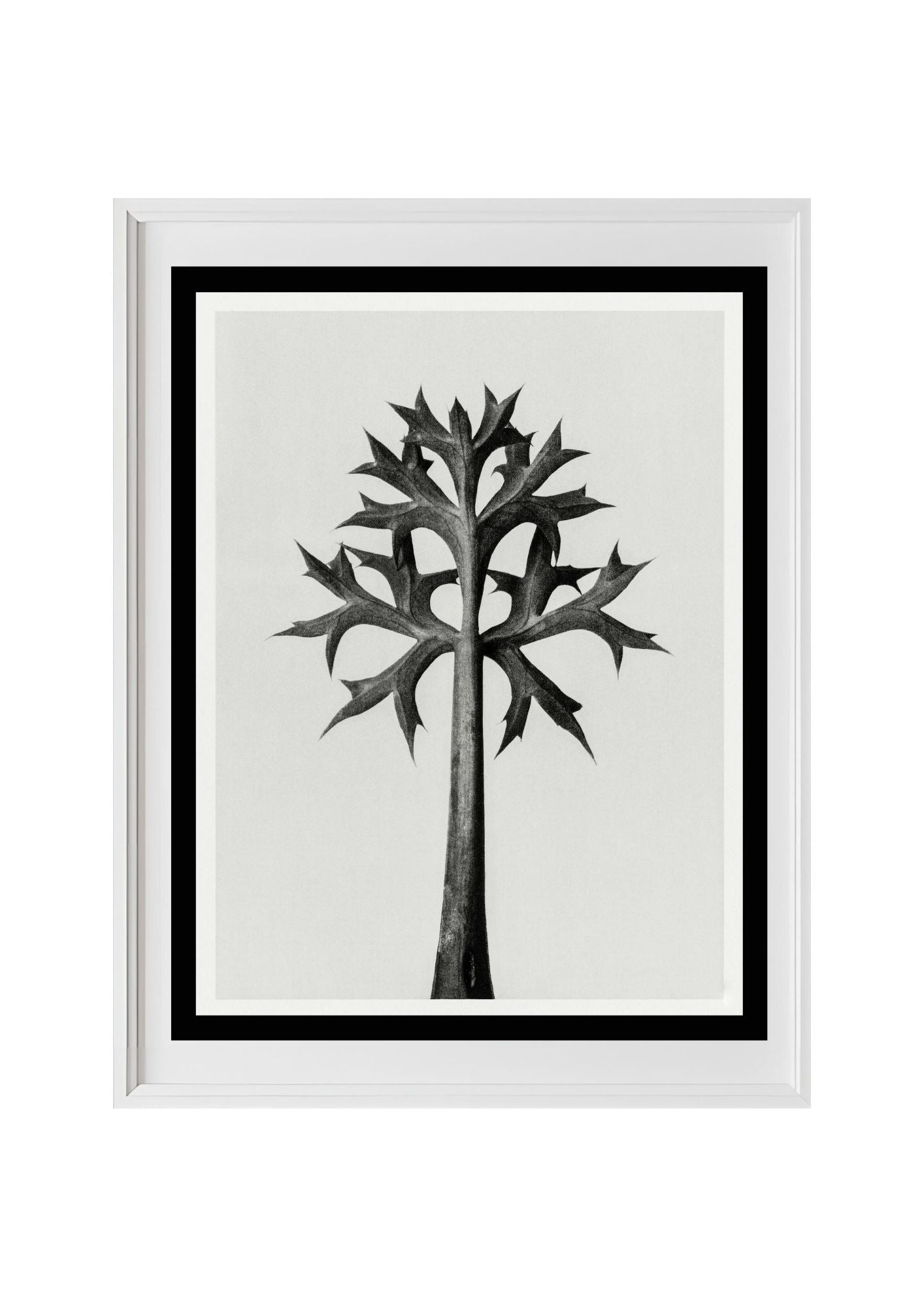 Eryngium Bourgatii (Mediterranean Sea Holly)