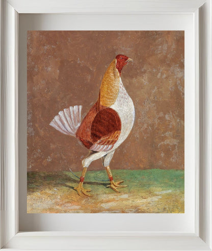 Fighting Cock (1)