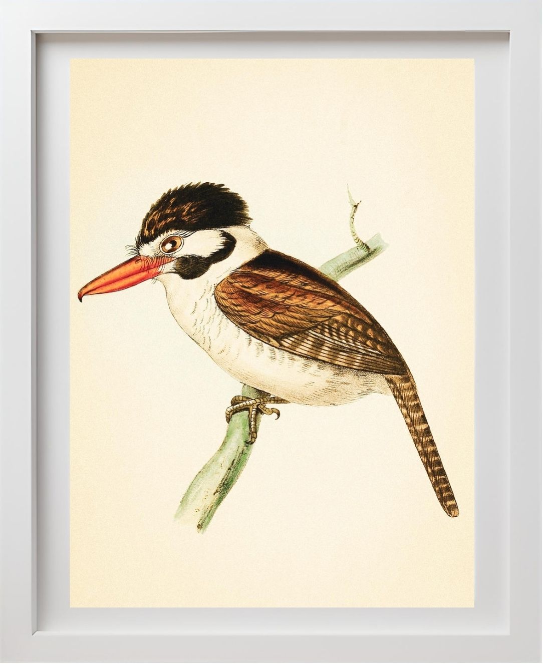 White-ear'd Puff-bird