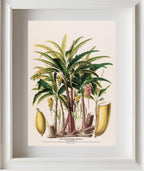 Les Bananiers (Musa Paradisica)
