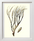 Gorgonia antipathes 2