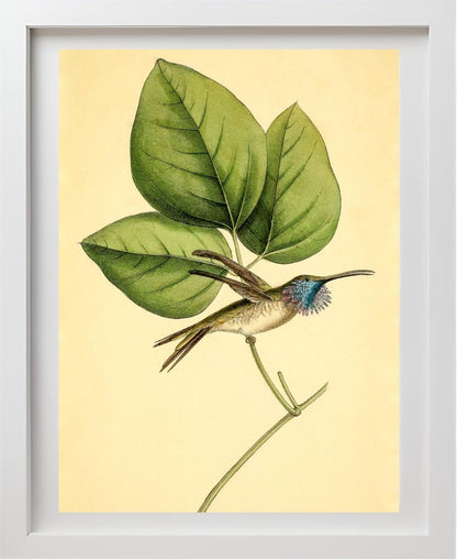 Mexican-Star Hummingbird