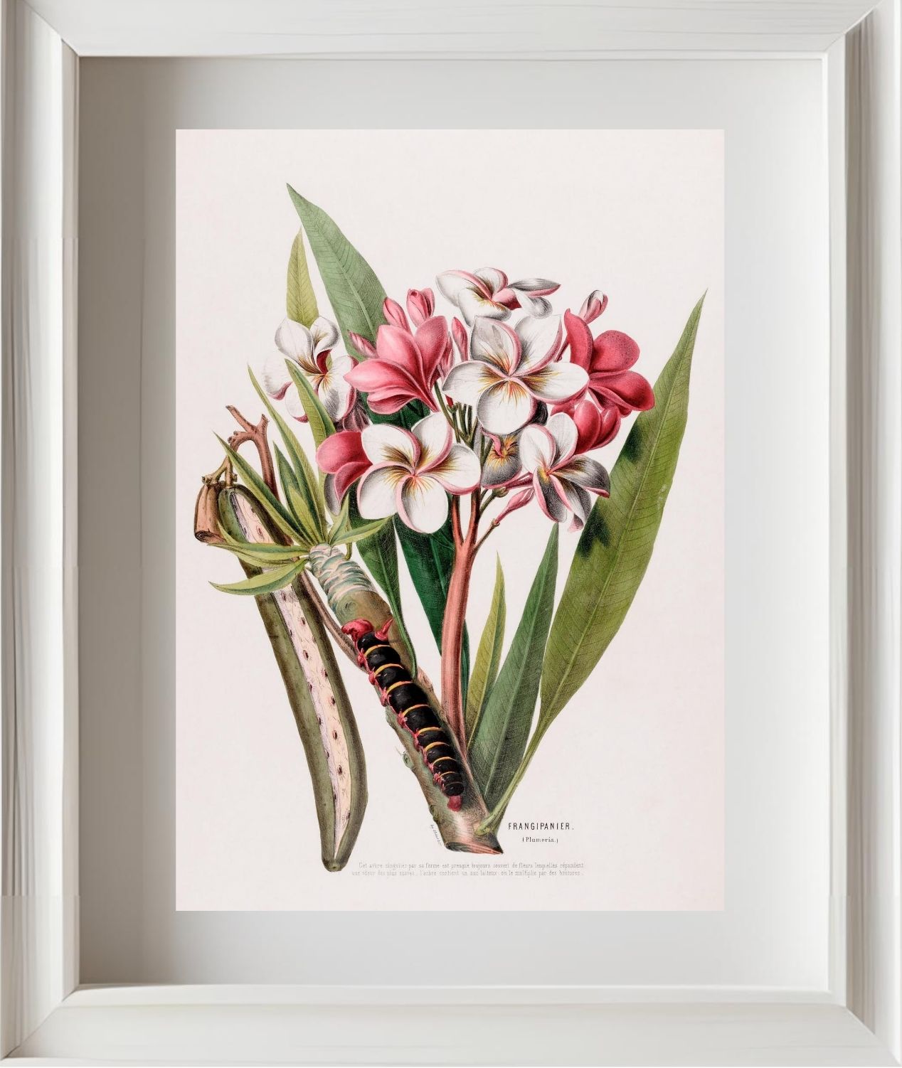 Frangipanier (Plumeria)