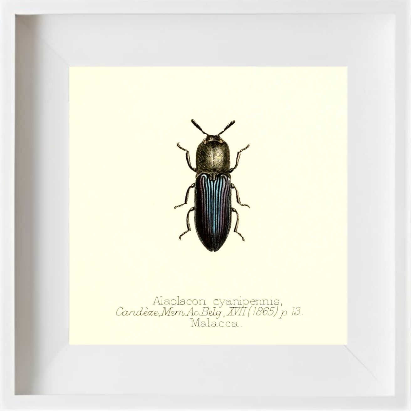 Alaolacon Cyanipennis
