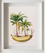 Le Bananier Nain (Musa Paradisica)
