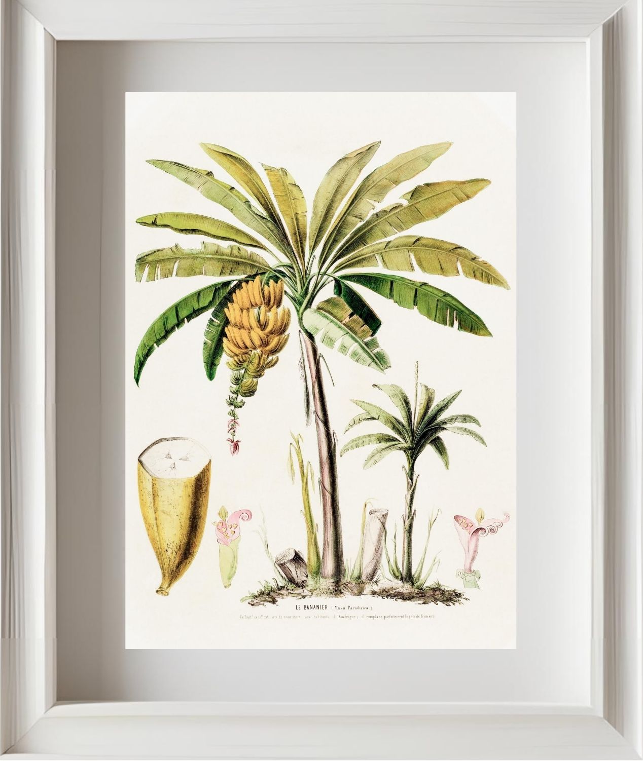 Le Bananier (Musa Paradisica)