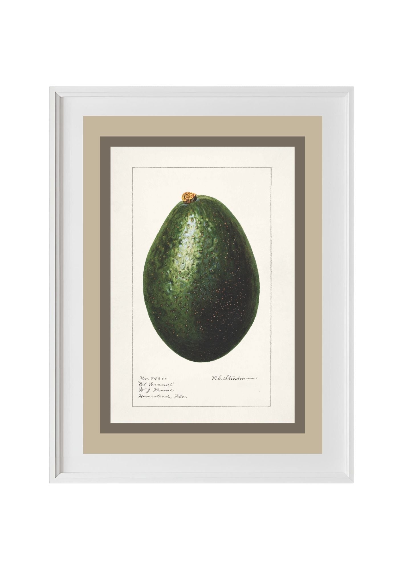 Avocado Persea