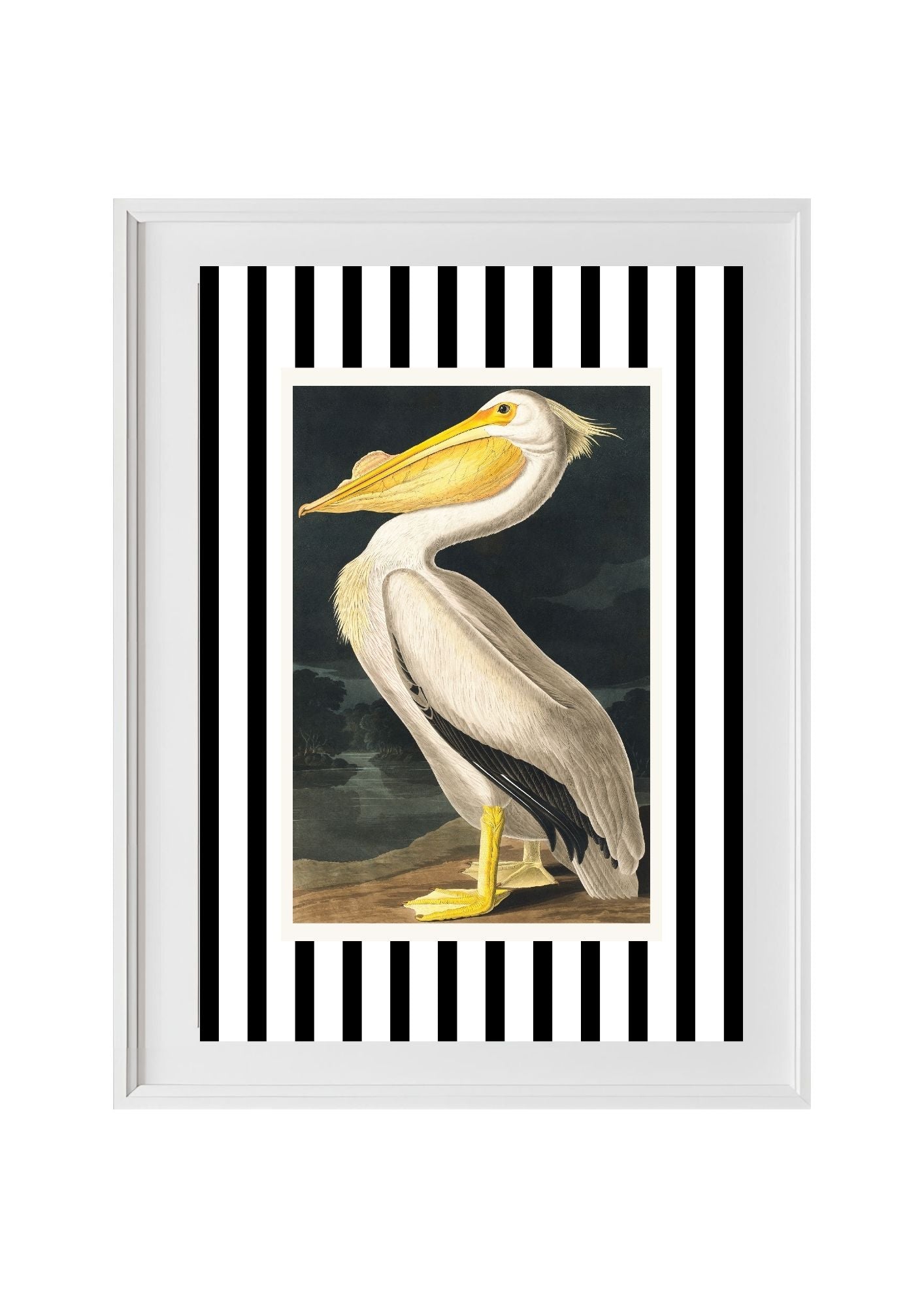 American White Pelican