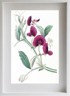 The Tangier Pea