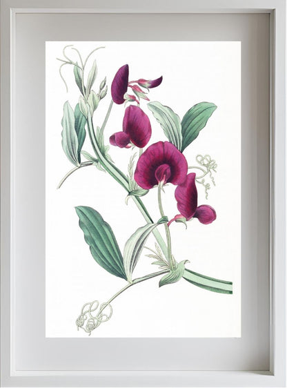The Tangier Pea