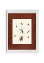 Insects 1