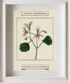 Sorrel Cranes-Bill