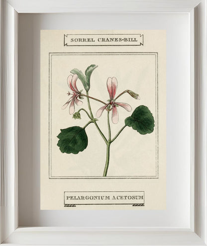 Sorrel Cranes-Bill