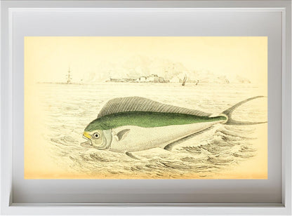 Atlantic Coryphaene or Dolphin