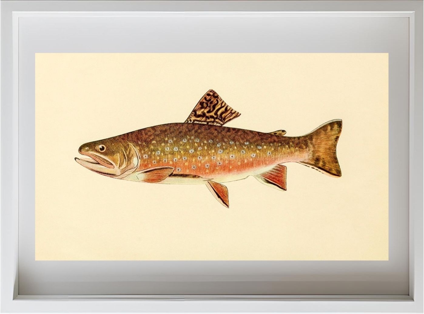The Brook Trout (Adult Male) Salvelinus-Fontinalis