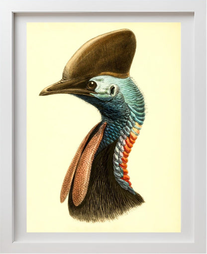 Casuarius Casuarius Australis