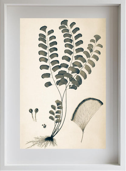 Adiantum Lunulatum