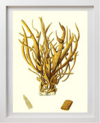 Spongia alcicornis
