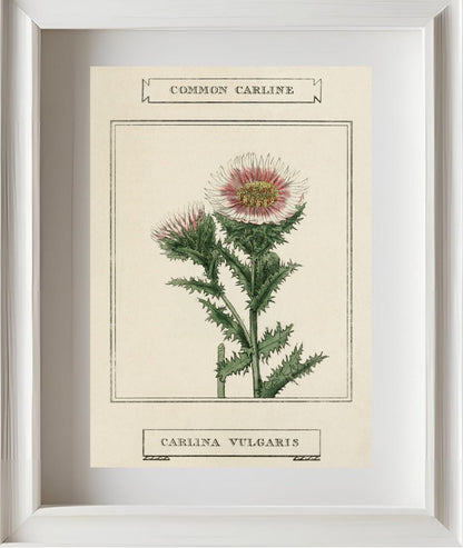 Common Carline