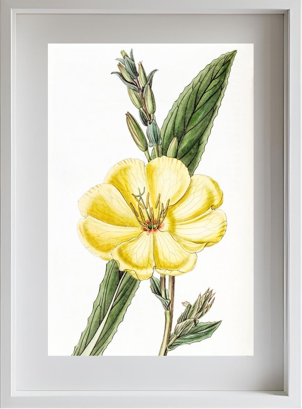 Large-Flowered Biennial Evening Primrose