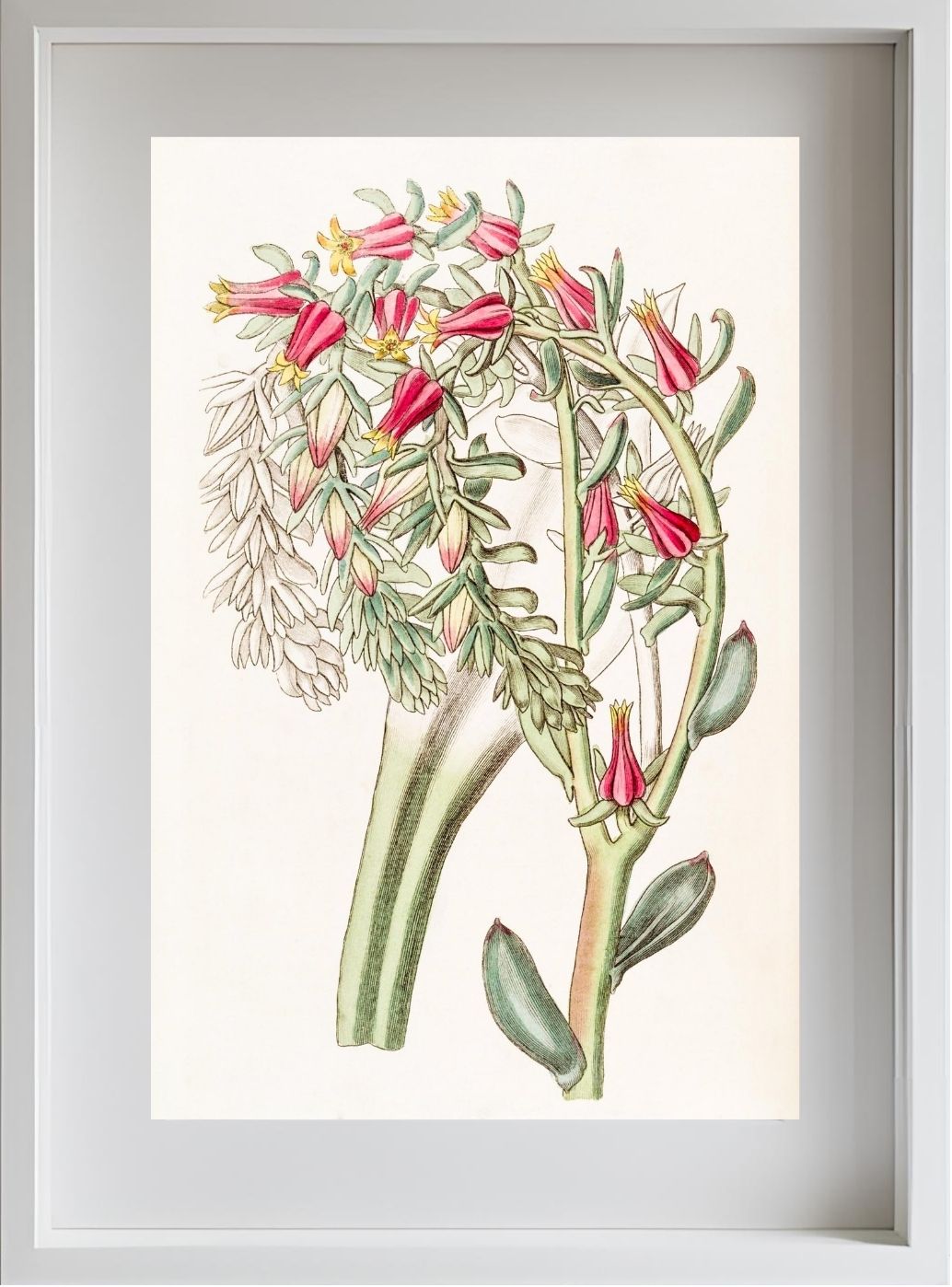 Mr. Scheer's Echeveria