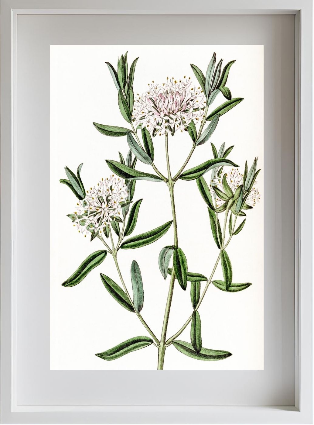Forest Pimelea