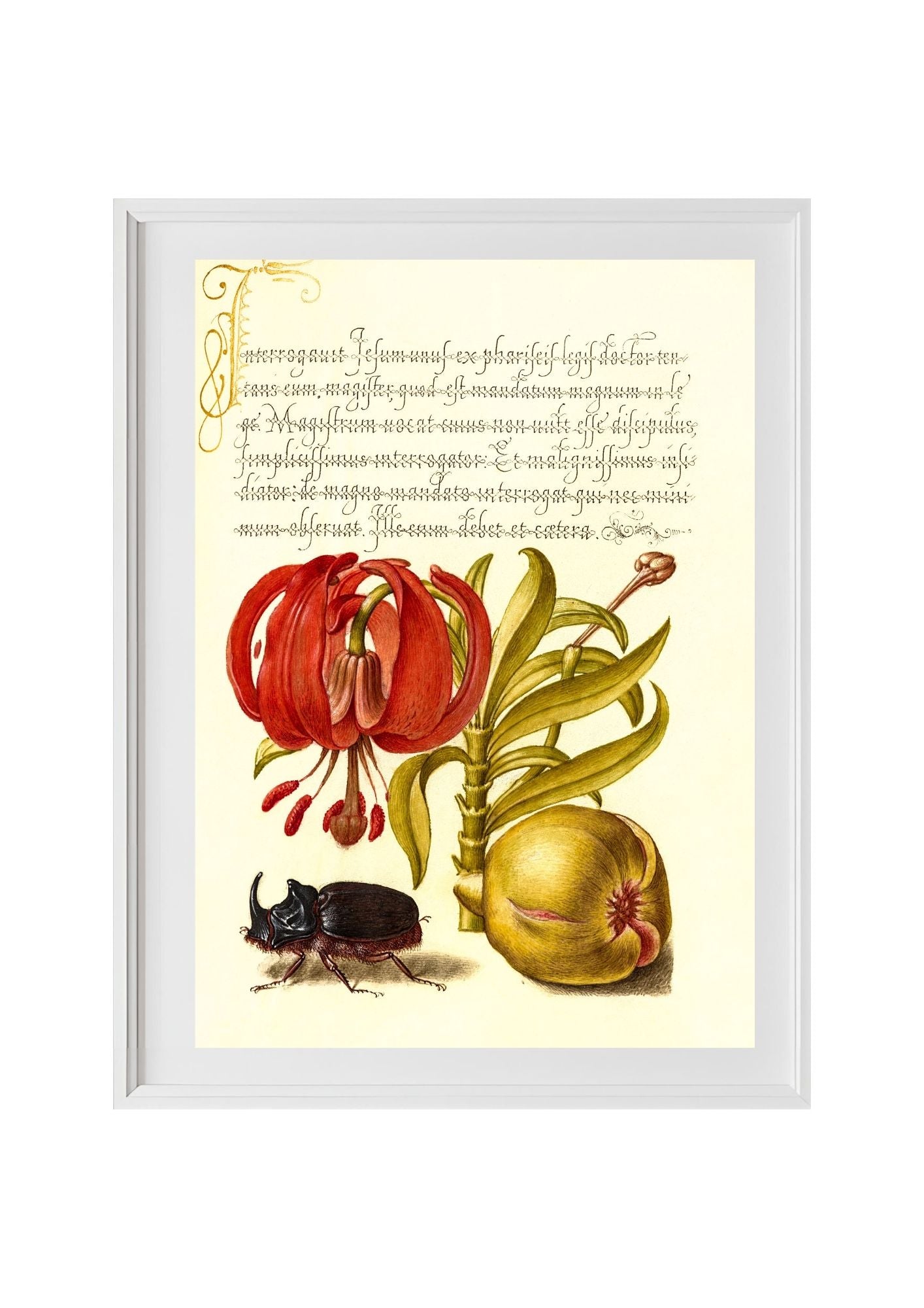 Scarlet Turk’s Cap, Rhinoceros Beetle, and Pomegranate